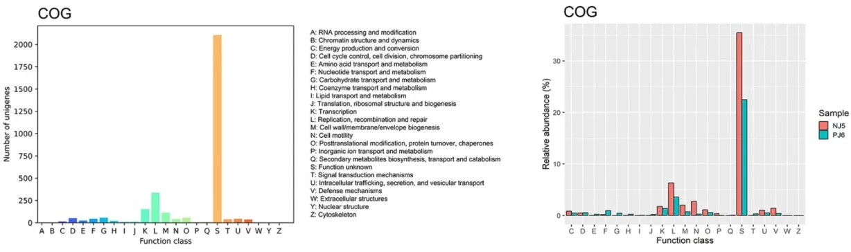 Annotated metabolic functions of phages belonging to the Clusters of Orthologous Groups COG of proteins